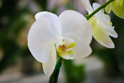 Close-up of white flowering plant