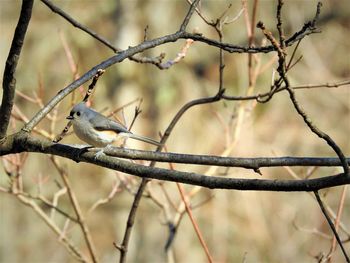 Close-up of bird perching on branch