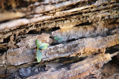 Close-up of insect on rock