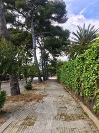 Walkway amidst trees against sky