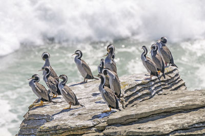 Spotted shags on the pancake rocks in new zealand