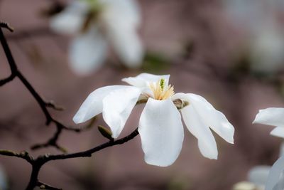 Close-up of white cherry blossoms