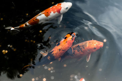 High angle view of koi carps swimming in water