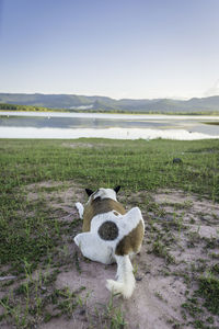 View of sheep on field by lake against sky