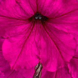 Full frame shot of orange flower