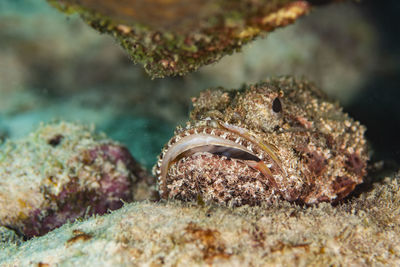 Close-up of fish underwater