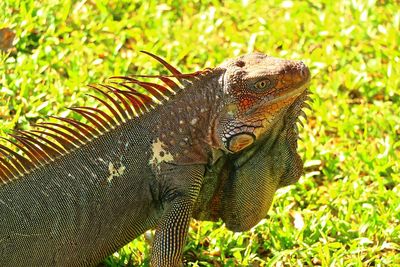 Close-up of an animal on field
