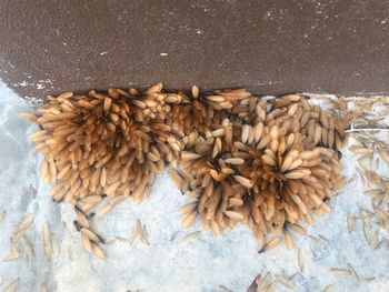 High angle view of bread on table