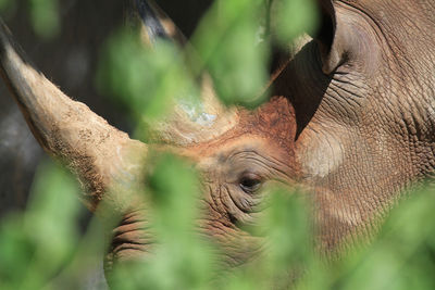 Close-up of rhinoceros seen through plants