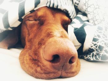 Close-up of dog lying on bed