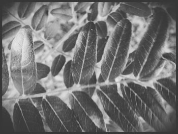 Full frame shot of leaves