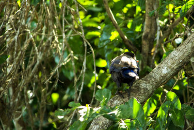 Close-up of bird perching on tree