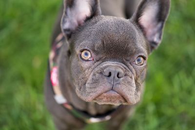 Close-up portrait of a dog