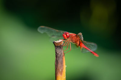 Close-up of dragonfly on plant