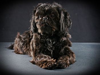 Portrait of dog sitting against black background