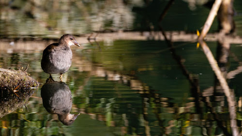 Bird perching on a lake