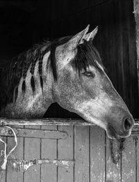 Close-up of horse in stable