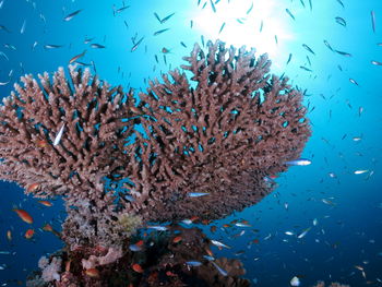 View of fish swimming underwater