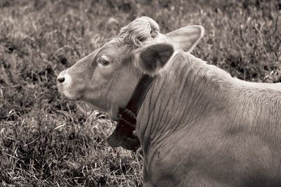 Side view of a horse on field