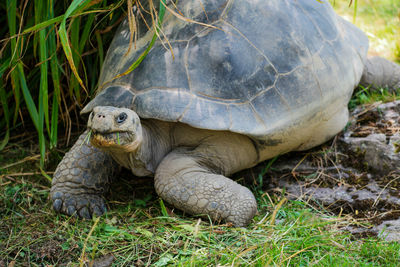 Turtle on field