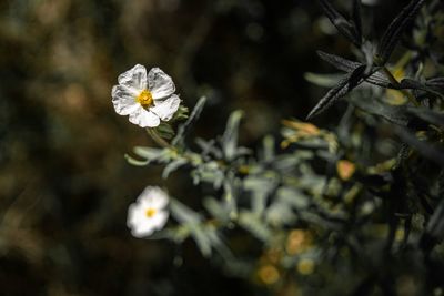 Close-up of white flowering plant