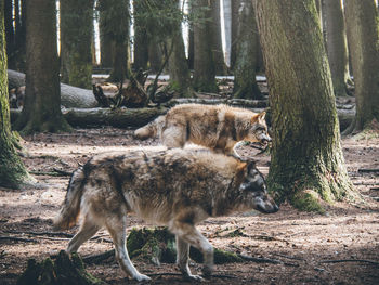 Wolf walking by trees in forest