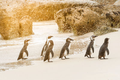 Group of penguin walking on the beach