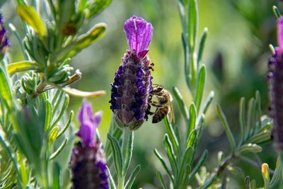 Close-up of bee pollinating on purple flower