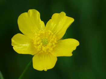 Close-up of yellow flower