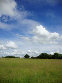 Scenic view of grassy field against sky