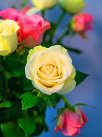 Close-up of rose bouquet