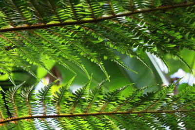 Close-up of green leaves on tree in forest