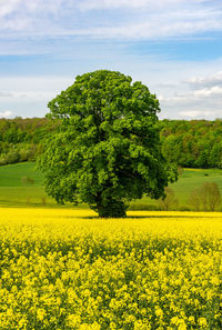 Solitary tree in a canola field