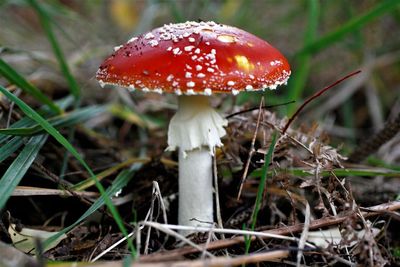 Close-up of fly agaric mushroom on field