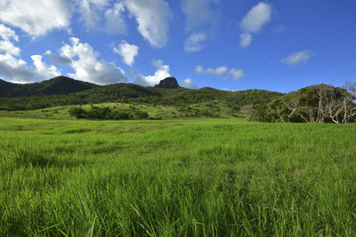 grassland