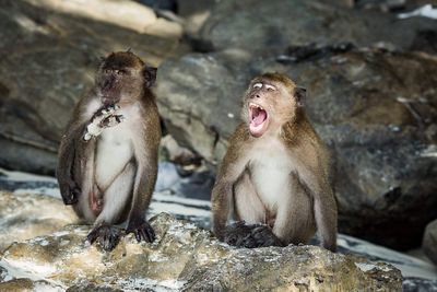 Monkey sitting on rock
