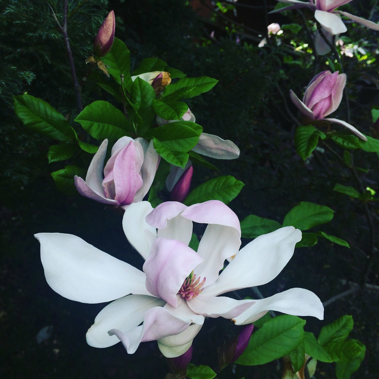 flower, petal, fragility, beauty in nature, freshness, nature, growth, flower head, white color, blossom, pink color, no people, day, plant, close-up, outdoors, blooming