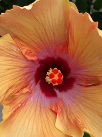 Close-up of orange hibiscus