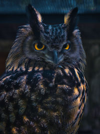 Close-up portrait of owl