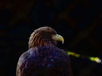 Close-up of a bird