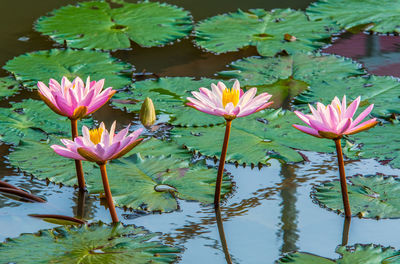 Pink water lily in lake