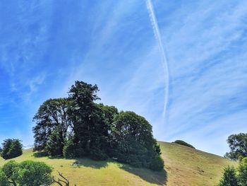 Low angle view of trees against sky