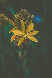 Close-up of yellow flowering plant