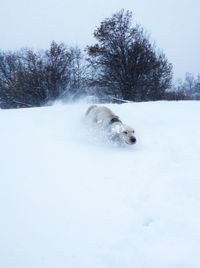 Dog on snow field against sky