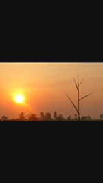 Silhouette of tree at sunset