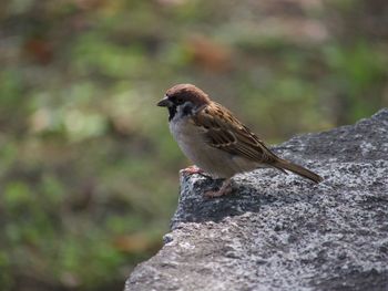 Close-up of sparrow bird perching on rock