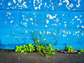 Plants growing against blue wall