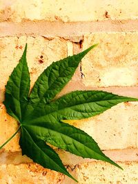 Close-up of green leaves