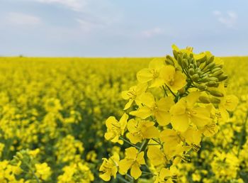 Yellow flowering plants on field against sky