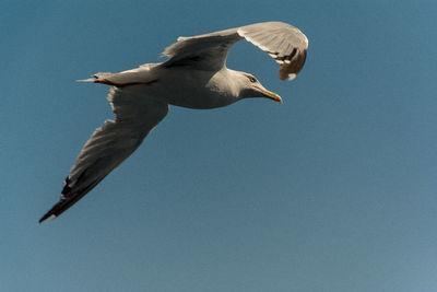 Low angle view of seagull flying against clear blue sky